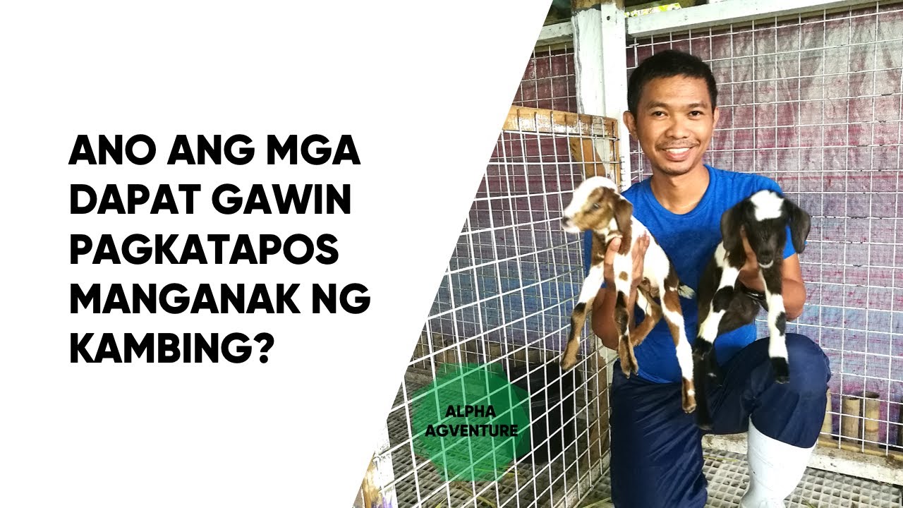 Ano ang mga Dapat Gawin Pagkatapos Manganak ng Kambing (as of 2021