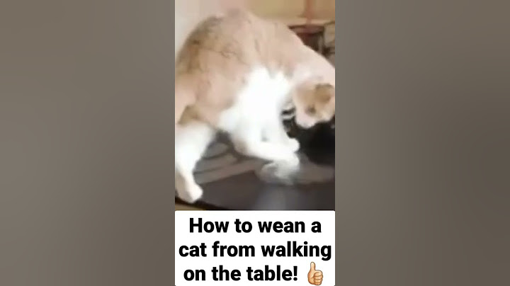 How to wean a cat from walking on the table! 👍🏻