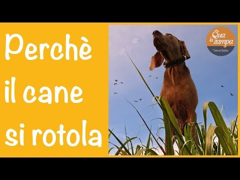 Video: Perché il mio cane piace rotolare nell'erba?
