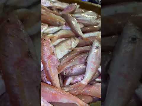 اسماك المدينه المنوره اسماك البحر الاحمر ارض اليوم