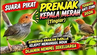 🔥 SUARA PIKAT PRENJAK KEPALA MERAH (TINGLAR) TERBARU 2026! 🔥 Kombinasi Anakan Kejepit Panggil Induk!