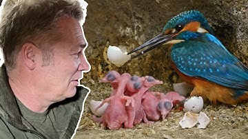 Filming Kingfishers Removing Egg Shells From the Nest | Discover Wildlife | Robert E Fuller
