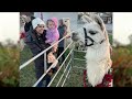 Stewardson's Christmas in a One Cow Town