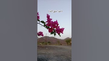 هذا خلق الله سورة لقمان - الآية 11 - القارئ #اسلام_صبحي ~🎧🤍