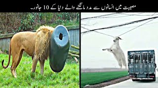 Animals That Asked People for Help & Kindness | Best Moments Of 2022  | Haider Tv