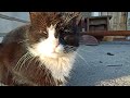 Перша друга котики гралися у садочку.😍