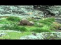 Otter on Fetlar, Shetland.mp4