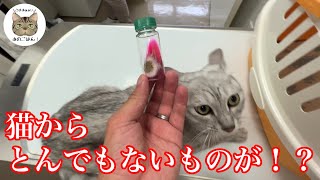 保護猫がまさかの…なんだこの病気