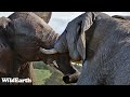 Sights and Sounds of Africam - 04 June 2024