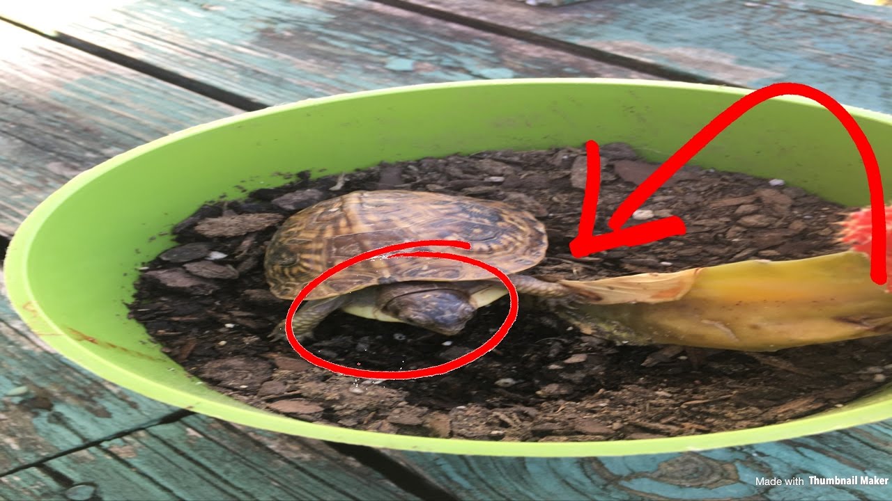 How to care for a turtle:beginners guid. ️