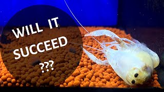 ENTIRE CRAYFISH MOLTING PROCESS !!!