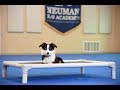 Bennett (Toy Aussie) Boot Camp Dog Training Video Demonstration Bennett (Toy Aussie) Boot Camp Dog Training Video Demonstration