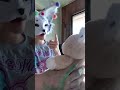 oliver! #fypシ゚viral #facemask #arcticfox #therian #oliver #lifeisbutadream