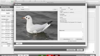 Marked Birds Database v1.0.0 - Adding images