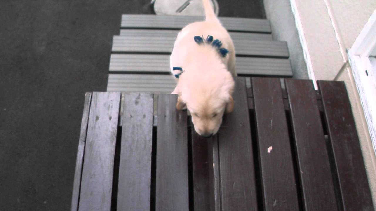 ゴールデン子犬 エリンちゃんの青リボンちゃん 009 Youtube