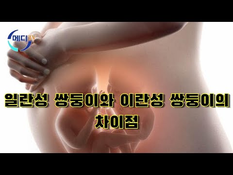 일란성 쌍둥이와 이란성 쌍둥이의 차이점 - 임산부