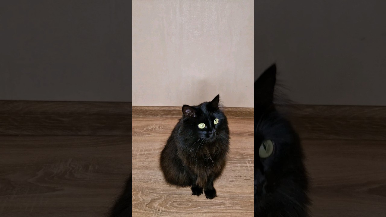 Морочка дает лапу!