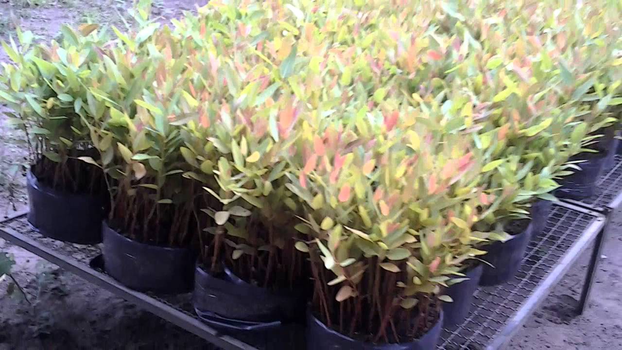 Video Produção Rocambole de Mudas Eucalyptus - YouTube