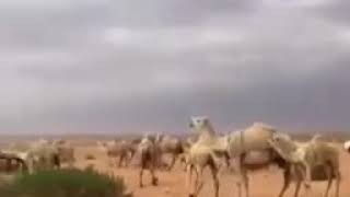 اللهم اجعلنا مع النبي في اعلي عليين