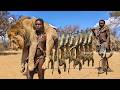 Hunting and Survival: The Hadzabe Tribe Encounters an African Lion