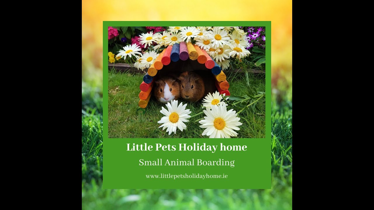 Small Animal Boarding Little Pets Holiday Home YouTube