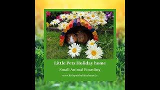 Small Animal Boarding - Little Pets Holiday Home
