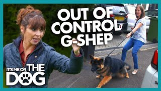 Walking this German Shepherd leaves her owners SCARED! | It's Me or The Dog