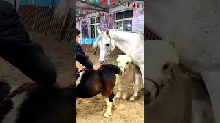 The Science Behind Successful Horse Breeding 199