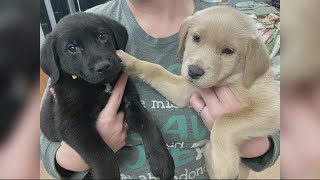Puppies at BAC