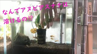 アヌビアスナナが溶ける 理由は Youtube