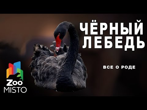 Чёрный лебедь - Все о птице семейства утиных | Птица чёрный лебедь
