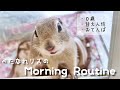 【Morning Routine】べた慣れリスのモーニングルーティン🐿/仲良しになる朝の習慣