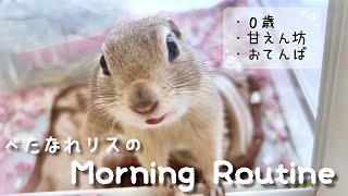 【Morning Routine】Morning Habits to Befriend Squirrels