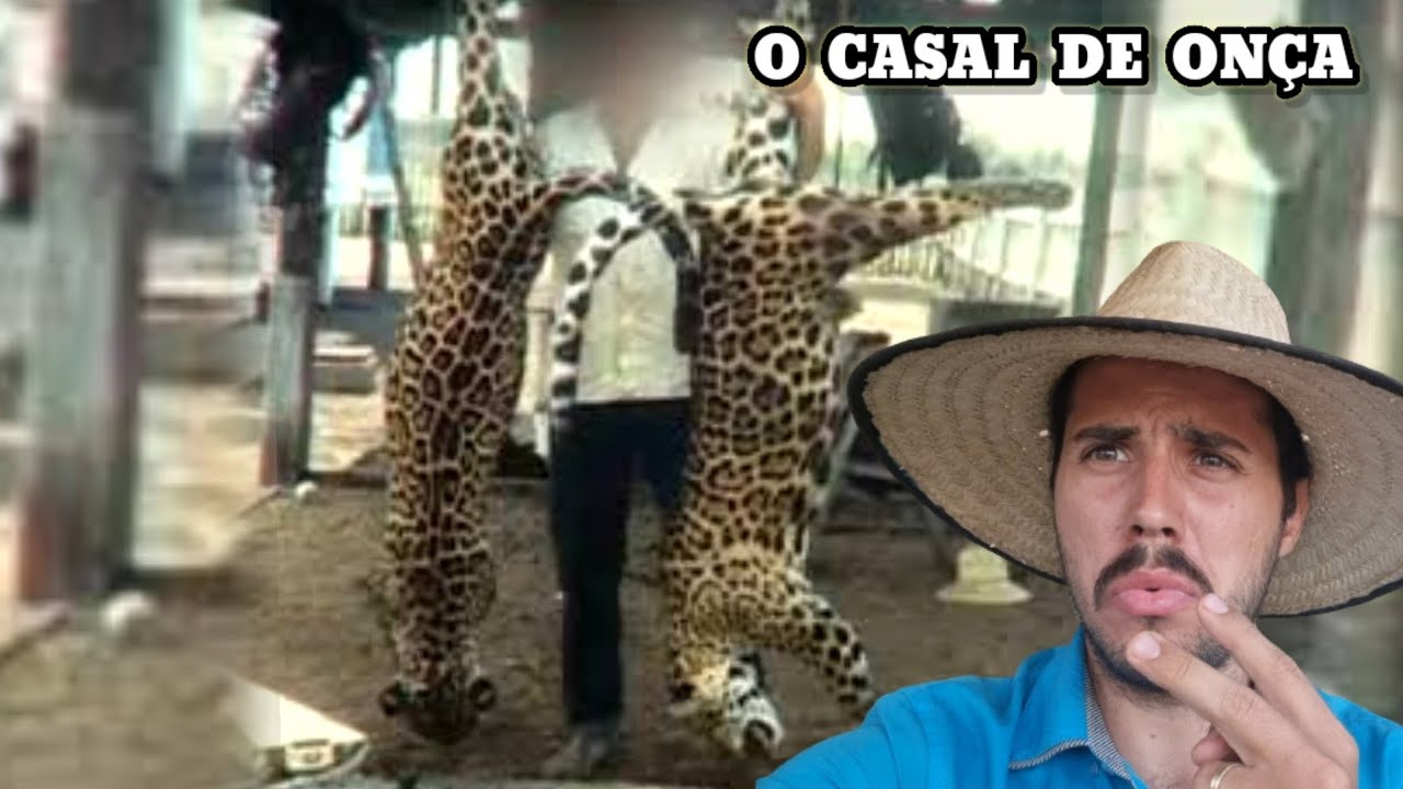 O Velho Caçador de Onça e a proeza mais bem sucedida do Caboclo.. Causos Caipiras