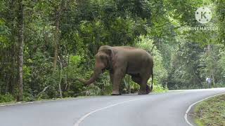 ล่าสุดหลังจากเป็นข่าวดังสีดอ1ออกมาทวงความยุติธรรมให้กับตัวเอง #elephant #wildlife #เขาใหญ่ 24/5/67