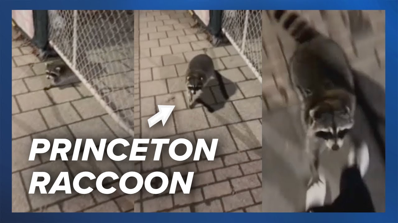 Possibly rabid raccoon attacks Princeton University student - YouTube