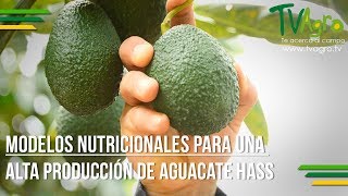 Alta Producción de Aguacate Hass  Avocado production ENG SUB Tv Agro por Juan Gonzalo Angel