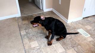 Rottweiler puppy ear problem - water in ear, mites, yeast infection - signs