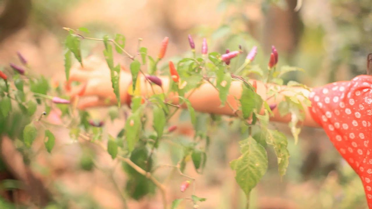 Cili Padi Warna Purple  YouTube