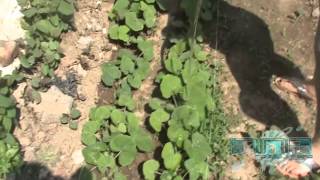 Pumpkin gardening  2013