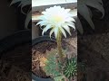 Blooming cacti 🌵 in the botanical garden / Цветущие кактусы 🌵 в ботсаду + #cacti
