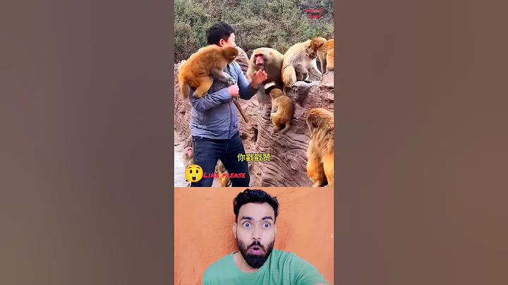 funny animal videos🤣335 try Not to Laugh shorts😱#funnyanimal #animals #pets #funny #shorts #monkey