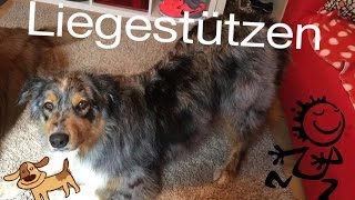 Hundetrick 'LIEGESTÜTZEN' - so gehts 😉 by Happy Crazy Dogs 2,769 views 8 years ago 2 minutes, 17 seconds