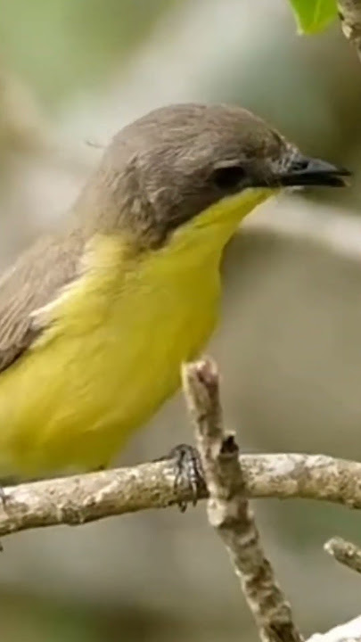remetuk laut jantan superrr gacor #birds #birdsong