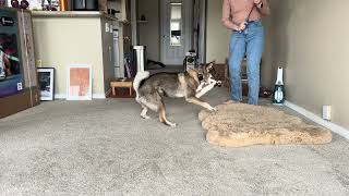 Shikoku Dog Training (flirt pole)