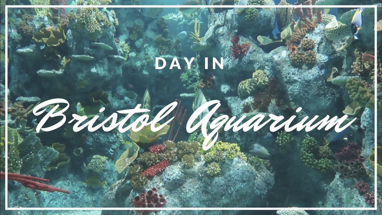 DAY IN BRISTOL AQUARIUM YouTube