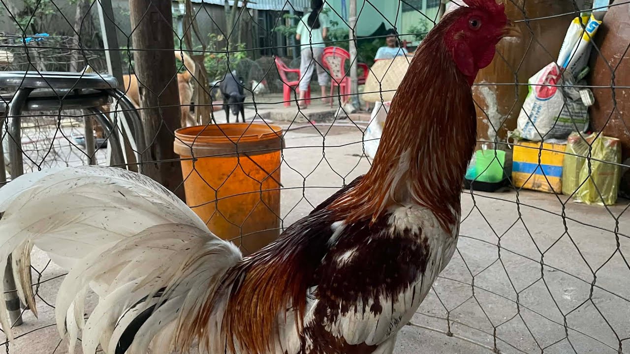 17/1 top 5 trống LH.@359.326.274