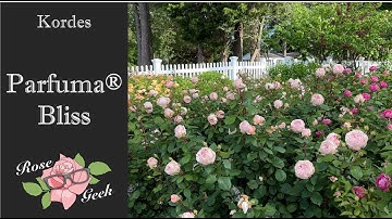 🌹Parfuma Bliss Rose (KORmarzau) in 4k (Fairytale Magic) / Fragrant and disease resistance/ Zone 8a