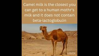 Camel milk Vs human mothers milk shorts youtubeshorts viral trending