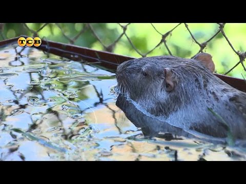 Нутрии. Увлечение и бизнес. 6 соток 01.05.2017